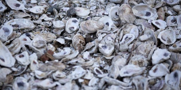 Oyster shells sit in a pile after being shucked at W.E. Kellum Seafood Inc. in Weems, Virginia, U.S., on Wednesday, Oct. 29, 2014. In July, Governor Terry McAuliffe stated 'Virginia has become the oyster capital of the East Coast' with the oyster harvest in Virginia increasing from 23,000 bushels in 2001 to over 500,000 bushels in 2013. Photographer: Andrew Harrer/Bloomberg via Getty Images