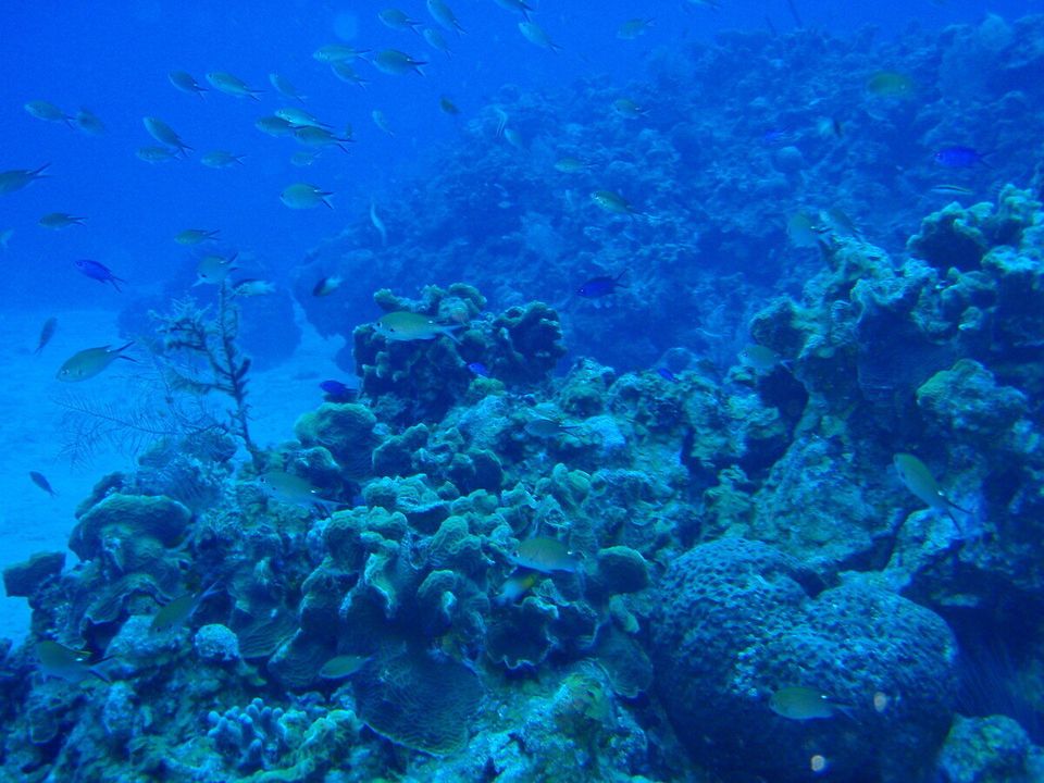 La barrière de corail de Bélize