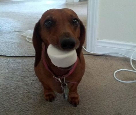 Video L Incroyable Dialogue Du Chien Qui Parle Avec Un Bebe Huffpost Null Video L Incroyable Dialogue Du Chien Qui Parle Avec Un Bebe Huffpost Null
