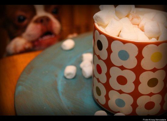 Video L Incroyable Dialogue Du Chien Qui Parle Avec Un Bebe Huffpost Null Video L Incroyable Dialogue Du Chien Qui Parle Avec Un Bebe Huffpost Null