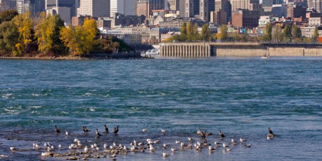 Montreal skyline and Saint Lawrence River in autumn