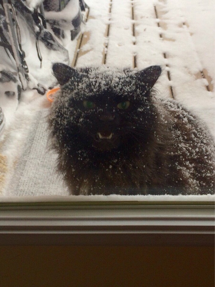 Voici Le Chat Qui Deteste Le Plus L Hiver Photo Huffpost Quebec Vivre