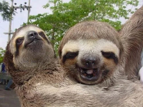 Une Video Mignonne De Cris De Bebes Paresseux Publiee Par Une Zoologiste Huffpost Quebec Vivre