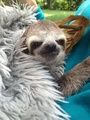 Une Video Mignonne De Cris De Bebes Paresseux Publiee Par Une Zoologiste Huffpost Quebec Vivre