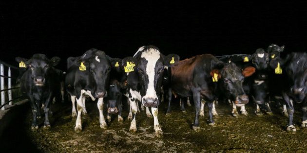 CHRISTCHURCH, NEW ZEALAND - MAY 25: Cows at the Synlait dairy farm stand in the darkness of night on May 25, 2015 in Christchurch, New Zealand. New Zealand-based dairy producer, Synlait, has commercialised a dairy-based milk powder said to aid in sleeplessness by collecting milk from cattle in the dark hours of the night when the animal's production of the melatonin hormone is at its highest. A clinical trial conducted by Otago University's WellSleep Centre and part-funded by Synlait, proved the product, iNdream3, is a sleep-promoting ingredient. iNDream3 has been sold in Korea since January of this year. (Photo by Martin Hunter/Getty Images)