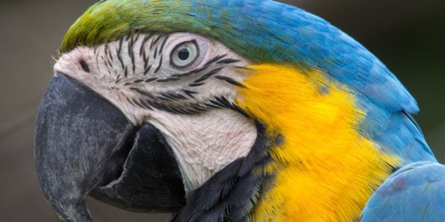 Portuguese name: Arara-canindÃ©.English name: Portuguese name: Arara-canindÃ©.English name: Blue-and-yellow Macaw.Scientific name: Ara ararauna.