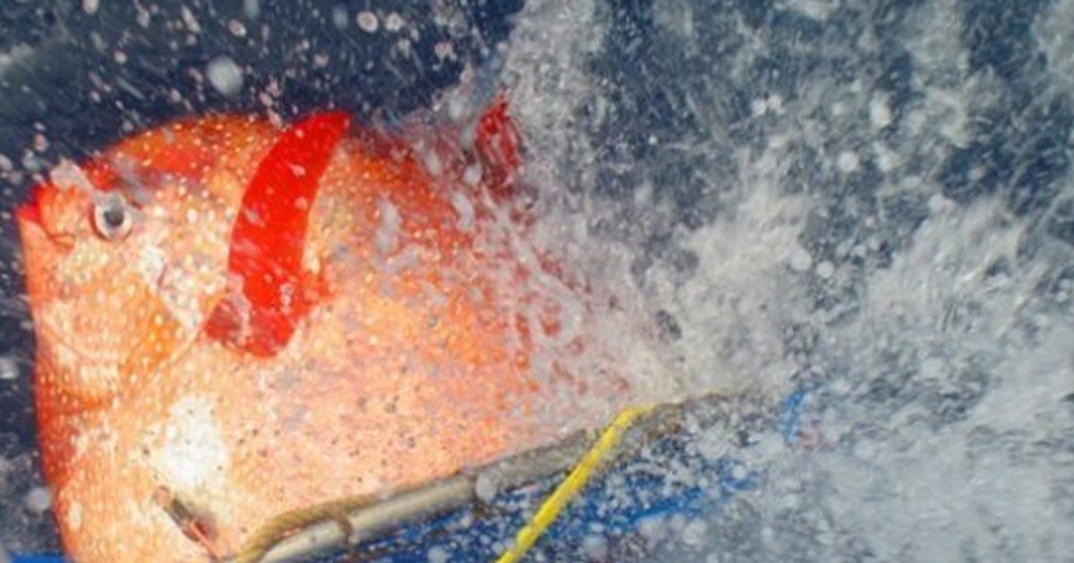 Le Requin A Le Sang Chaud Ou Froid Découverte du premier poisson à «sang chaud» | HuffPost Québec