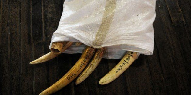 A pile of illegal elephant ivory lies at the Kenya Wildlife Services (KWS) headquarters in Nairobi on July 21, 2015. Kenya has launched a national electronic inventory of elephant ivory and rhino horn to create an online database of all the pieces in its stockpiles. Elephants and rhinos are under siege in Africa, their poaching driven by demand from Asia. AFP PHOTO / TONY KARUMBA (Photo credit should read TONY KARUMBA/AFP/Getty Images)