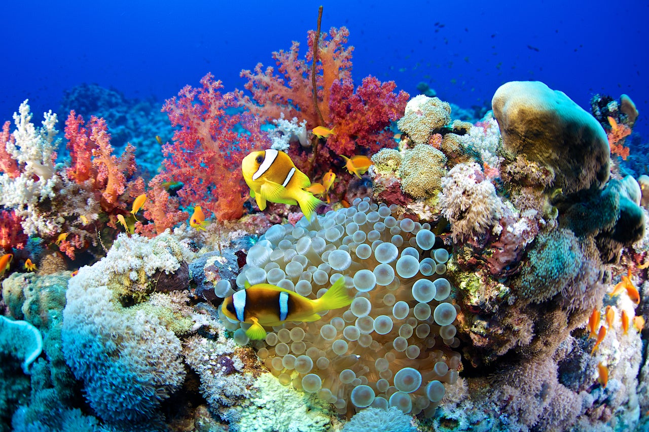 Coral reefs have among the highest levels of biodiversity of any ecosystem on the planet, and they also function as natural barriers against storms.