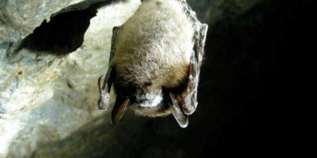 A Little brown bat with White Nose Syndrome hangs in the Greeley Mine in Vermont, U.S., on March 26, 2009. The Forest Service plans to block visitors from entering 30,000 abandoned mines and hundreds of caves in the Southwest U.S. in an effort to protect bats from the disease, which has decimated bat communities in 13 states and two Canadian provinces. Source: U.S. Fish & Wildlife Service via Bloomberg