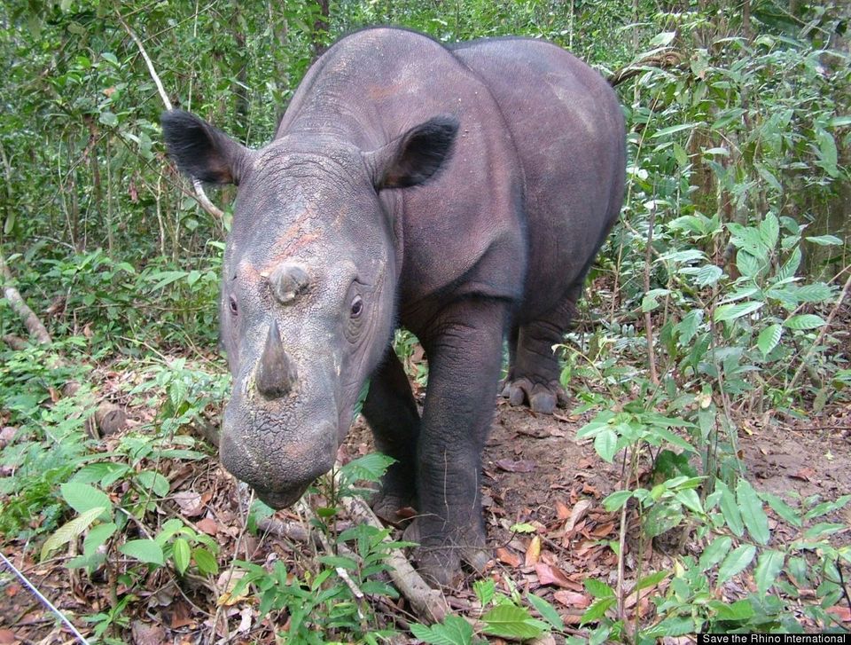 Le rhinocéros de Sumatra