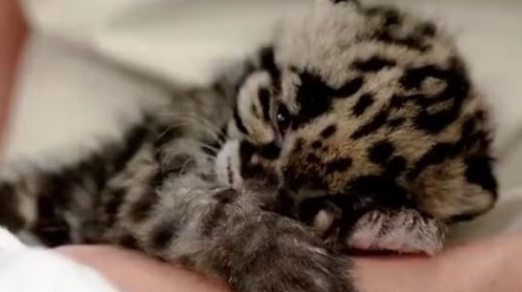 Ce Bebe Leopard Qui S Endort Va Vous Faire Fondre Video Huffpost Quebec Vivre