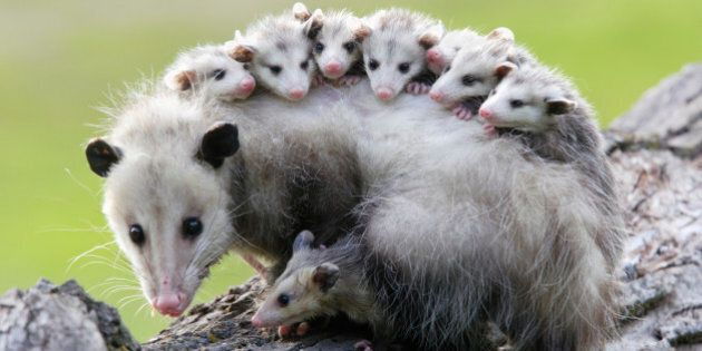 Female opossum (Didelphis virginiana) carrying young