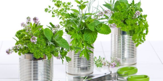 Fresh garden herbs in recycled tin cans on tiled worktop with scissors