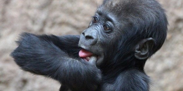 Le Bebe Gorille Qui Ne Trouvait Pas De Maman Huffpost Quebec