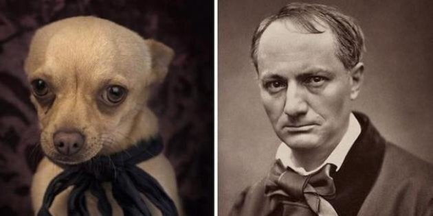Il fait poser des chiens abandonnés à la manière d'écrivains