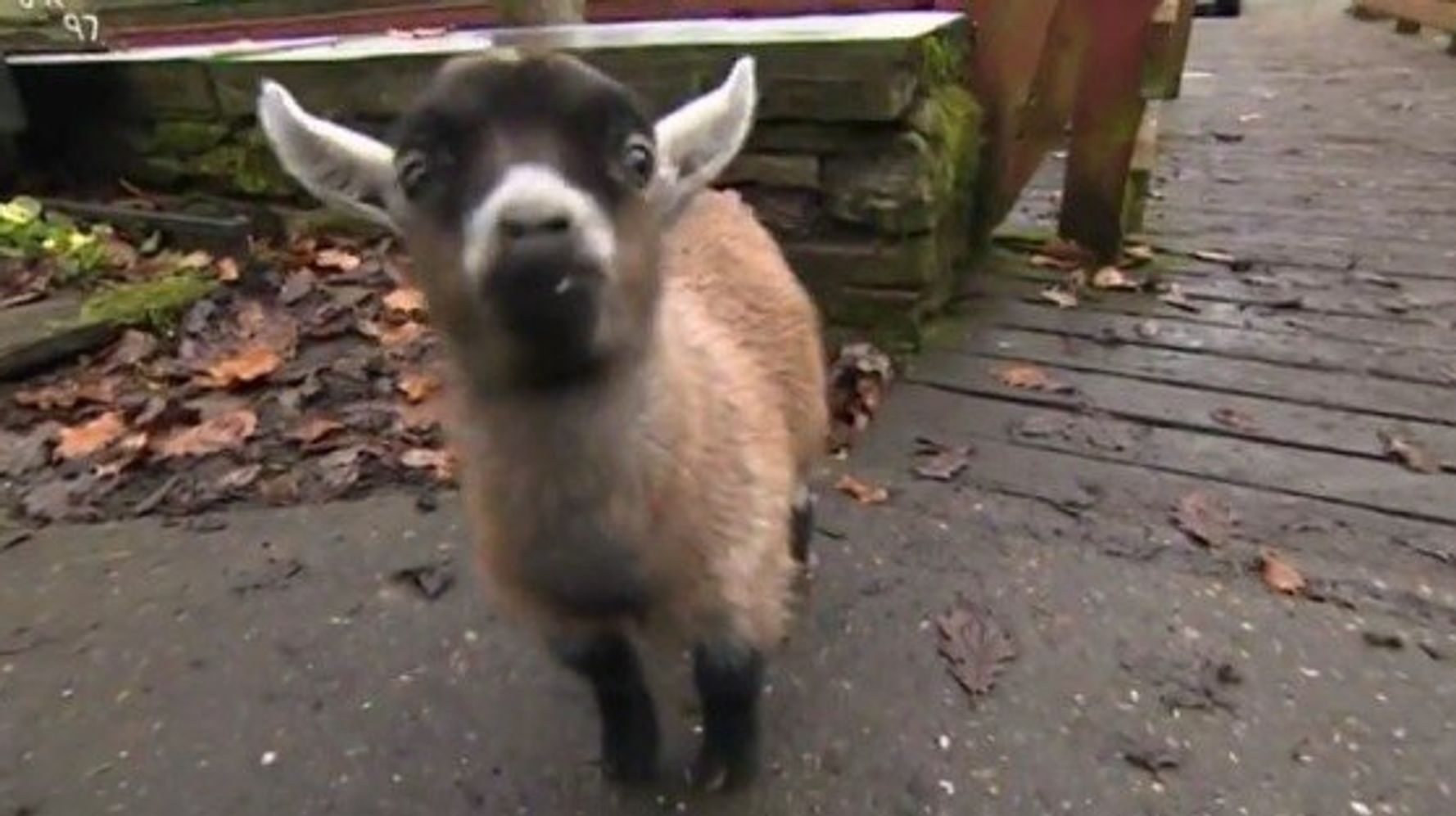 Ce Petit Bouc Nain Est Le Parfait Animal De Compagnie Video Huffpost Null