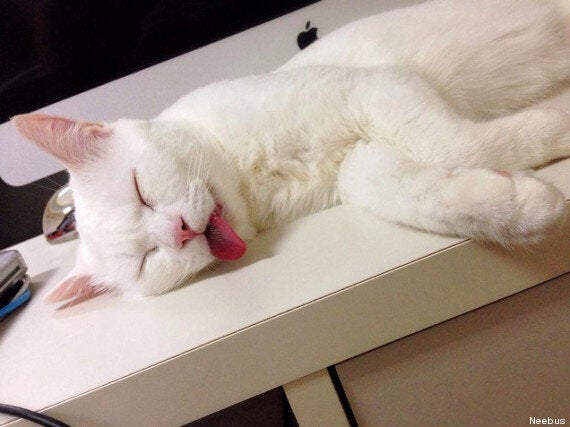 Ce Chat Qui Dort A Bien Fait Rire Les Internautes Photos Huffpost Quebec Vivre