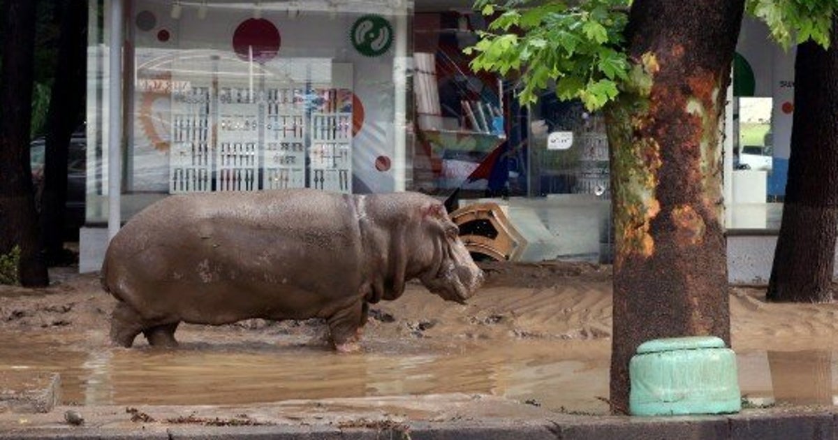 En plusieurs animaux sauvages échappés d'un zoo