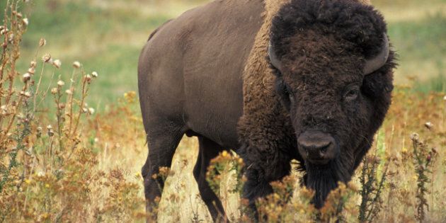 American Bison October 15, 2006 17 September | 2006 | type image Category:Featured pictures of the United States.