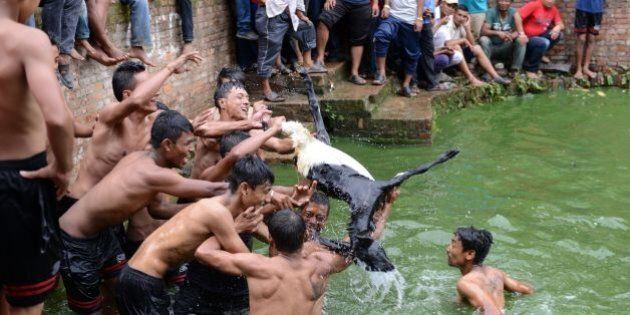 Nepalese men hold onto a goat during an ancient annual Hindu festival ritual in Khokana village, on the outskirts of Kathmandu on August 12, 2014. In the ritual, a sacrificial female baby goat is thrown into a pond as local men in teams from localities compete to kill it, with the belief that whoever takes the prize will have a prosperous year ahead. AFP PHOTO / Prakash MATHEMA (Photo credit should read PRAKASH MATHEMA/AFP/Getty Images)