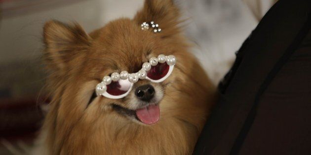 A dog wears sunglasses backstage during the pet fashion show, part of New York Fashion Week, February 12, 2015 in New York. AFP PHOTO / JOSHUA LOTT (Photo credit should read Joshua LOTT/AFP/Getty Images)