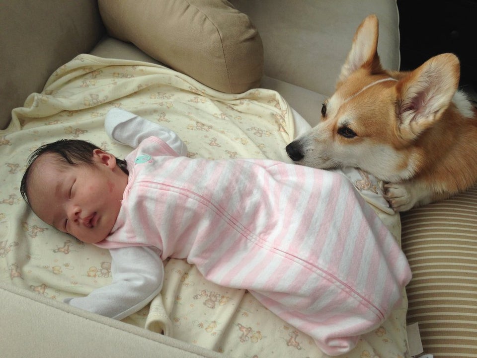 L Attention De Ce Chien Pour Ce Bebe Va Vous Faire Fondre Photos Huffpost Null L Attention De Ce Chien Pour Ce Bebe Va Vous Faire Fondre Photos Huffpost Null