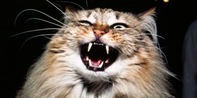 Votre Chat N Aime Pas Se Faire Flatter Parce Que Les Chats Sont Malefiques Huffpost Quebec Nouvelles Votre Chat N Aime Pas Se Faire Flatter Parce Que Les Chats Sont Malefiques Huffpost Quebec Nouvelles
