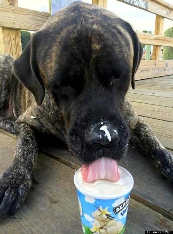 L Ame D Un Chien Apres Sa Mort Cette chienne atteinte d'un cancer aura vécu des derniers moments d