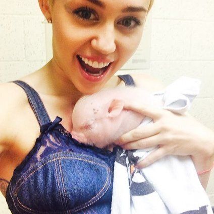 Miley Cyrus et Bubba Sue, son bébé cochon