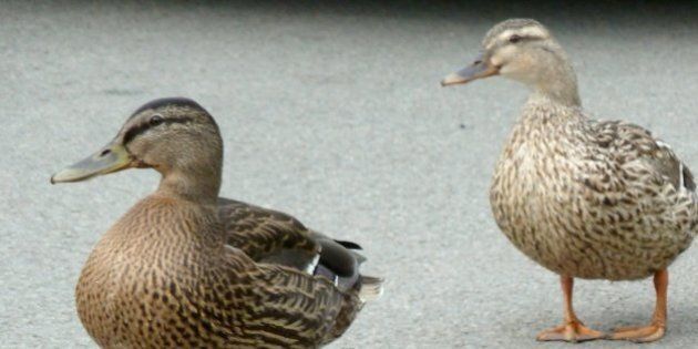 These female Mallards were near a pond - called The Flash - near Wrexham (Wales) and the restaurant of Pant Yr Ochain. The road is Old Wrexham Road.