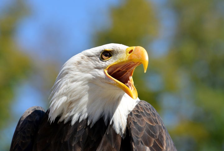 Bald eagles are no longer listed under the Endangered Species Act, but they still have federal protection under other legisla