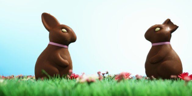 Two chocolate Easter bunnies one with half of ear bitten off