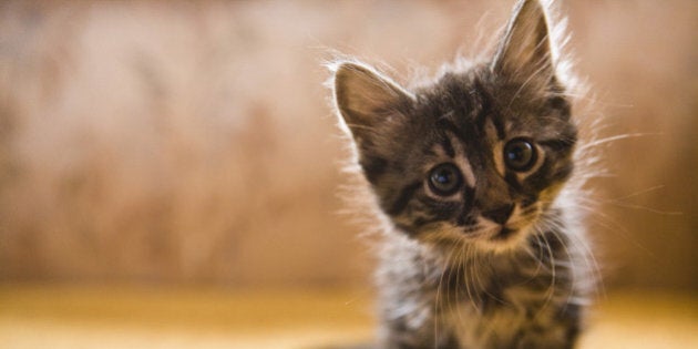 Cute furry kitten