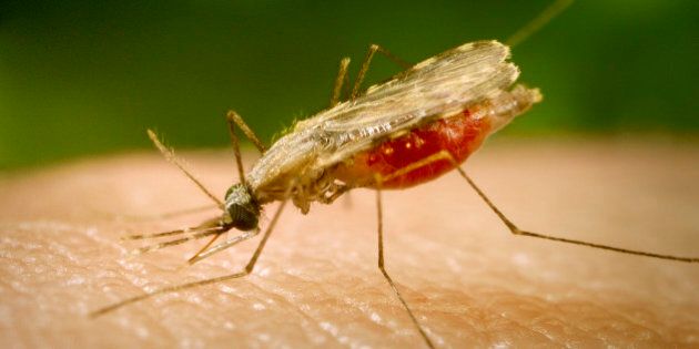 This close-up photograph shows the Anopheles minimus mosquito, a malaria vector of the Orient, feeding on a human host. An. Minimus is one of the mosquito species responsible for spreading the drug resistant P. falciparum parasite in Thailand and Vietnam.