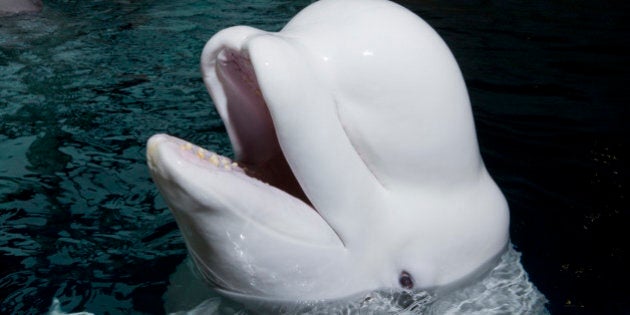 ***EXCLUSIVE*** MYSTIC, CT - UNDATED: Beluga whale Naluark, 25 in his pool at Mystic Aquarium, Connecticut. So just how do you move a 2000 pound, 13ft beluga whale hundreds of miles across America? The answer, obviously, is FED-EX. As these pictures show, two lucky female beluga whales have been sent a first class mate to boost their chances of getting pregnant. Delivered express to expressly deliver his best goods, 25-year-old Naluark is known as the number one in the business, having already 'sired' three previous baby belugas. Flown 922 miles from his Chicago home to answer the call of Connecticut's Mystic Aquarium, Naluark is now set up with his two new older girlfriends, 30 year old Kela and Naku. Having spent nine hours in transit in a specially designed transportation tank from Chicago's O'Hare airport, Naluark has spent the last week preparing to give his lady friends a whale of a time. PHOTOGRAPH BY Brenna Hernandez / Barcroft USA /Barcoft Media via Getty Images