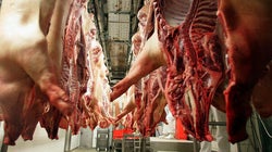 Dans le couloir de la mort: une ex-inspectrice d'abattoir
