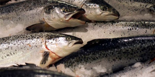 Norway's farmed salmons are displayed at a supermarket, on December 21, 2012 at the Kremlin-Bicetre, outside Paris. AFP PHOTO / JOEL SAGET (Photo credit should read JOEL SAGET/AFP/Getty Images)