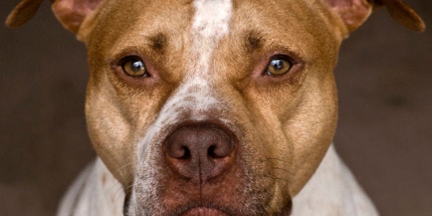 Colombie Britannique Un Bebe De 16 Jours A Ete Mordu Par Un Pit Bull Huffpost Null