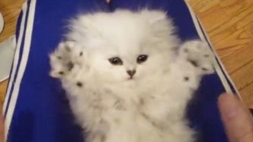 Chaton Immite Son Maitre Chaton Immite Son Maitre