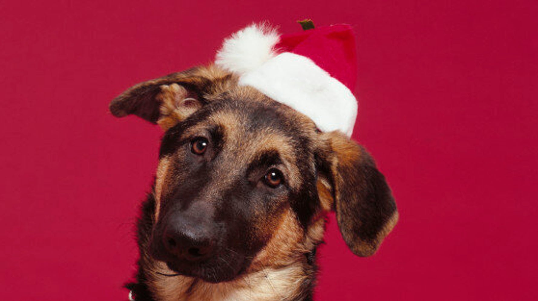 12 Chiens Pour Noel Offrez un cadeau de Noël à votre chien! (PHOTOS) | HuffPost Québec Vivre