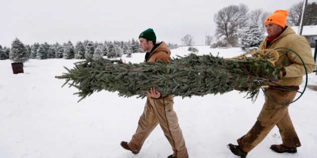 Howell Tree Farm employees Avery Langholz, left, and Chris Allen carry a Christmas tree to load ontp a customer's car, Wednesday, Nov. 26, 2014, in Cumming, Iowa. A Christmas tree likely will cost a little more this year, and growers say itâs about time. Six years of decreased demand and low prices put many growers out of business and those who hung on are just relieved they survived. (AP Photo/Charlie Neibergall)
