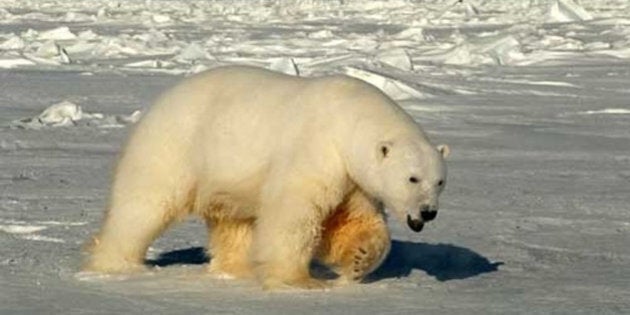 This handout photo provided by the US Geological Survey, taken in 2005, shows a male polar bear approaching biologists in Beaufort Sea, Alaska. A new U.S.-Canada study says a key polar bear population fell nearly in half in the past decade, with scientists seeing a dramatic increase in young cubs dying. Researchers chiefly blame shrinking sea ice from global warming. Scientists from the US Geological Survey and Environment Canada tagged and released polar bears in the southern Beaufort Sea from 2001 to 2010. The bear population shrank to about 900 in 2010, down from about 1600 in 2004. (AP Photo/Steven C. Amstrup, USGS)