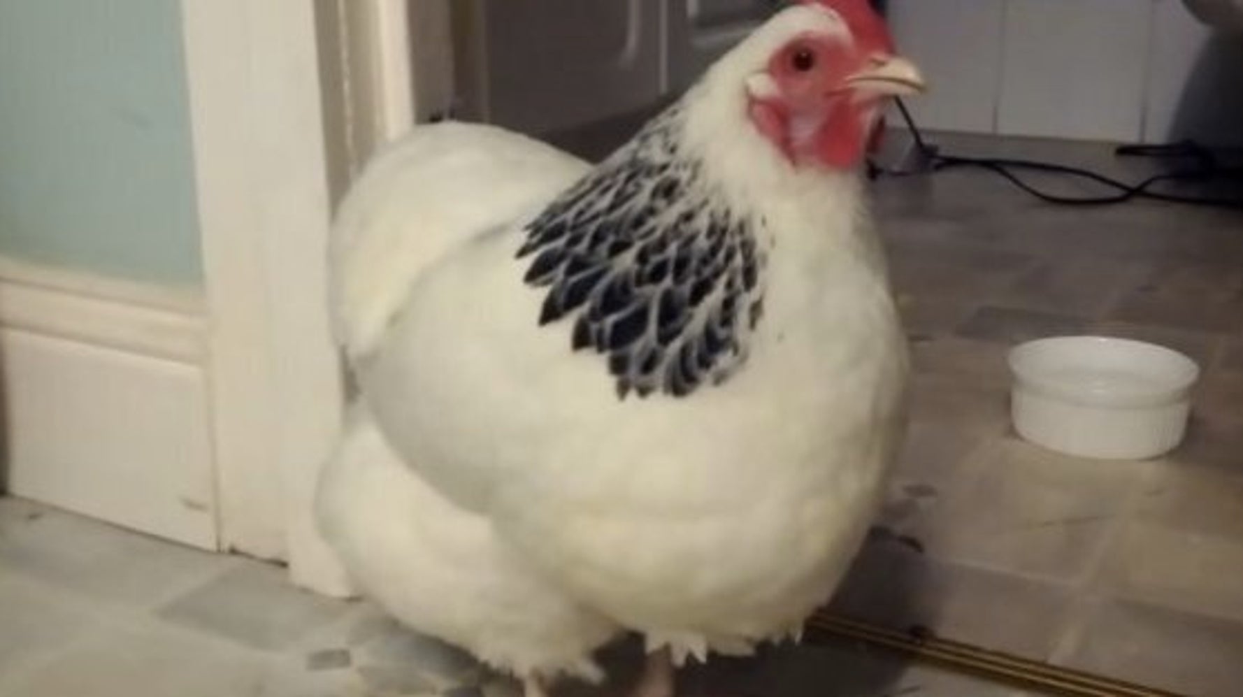 Avez Vous Deja Vu Une Poule De Course Avez-vous déjà vu une poule qui éternue? (VIDÉO) | HuffPost Québec Vivre