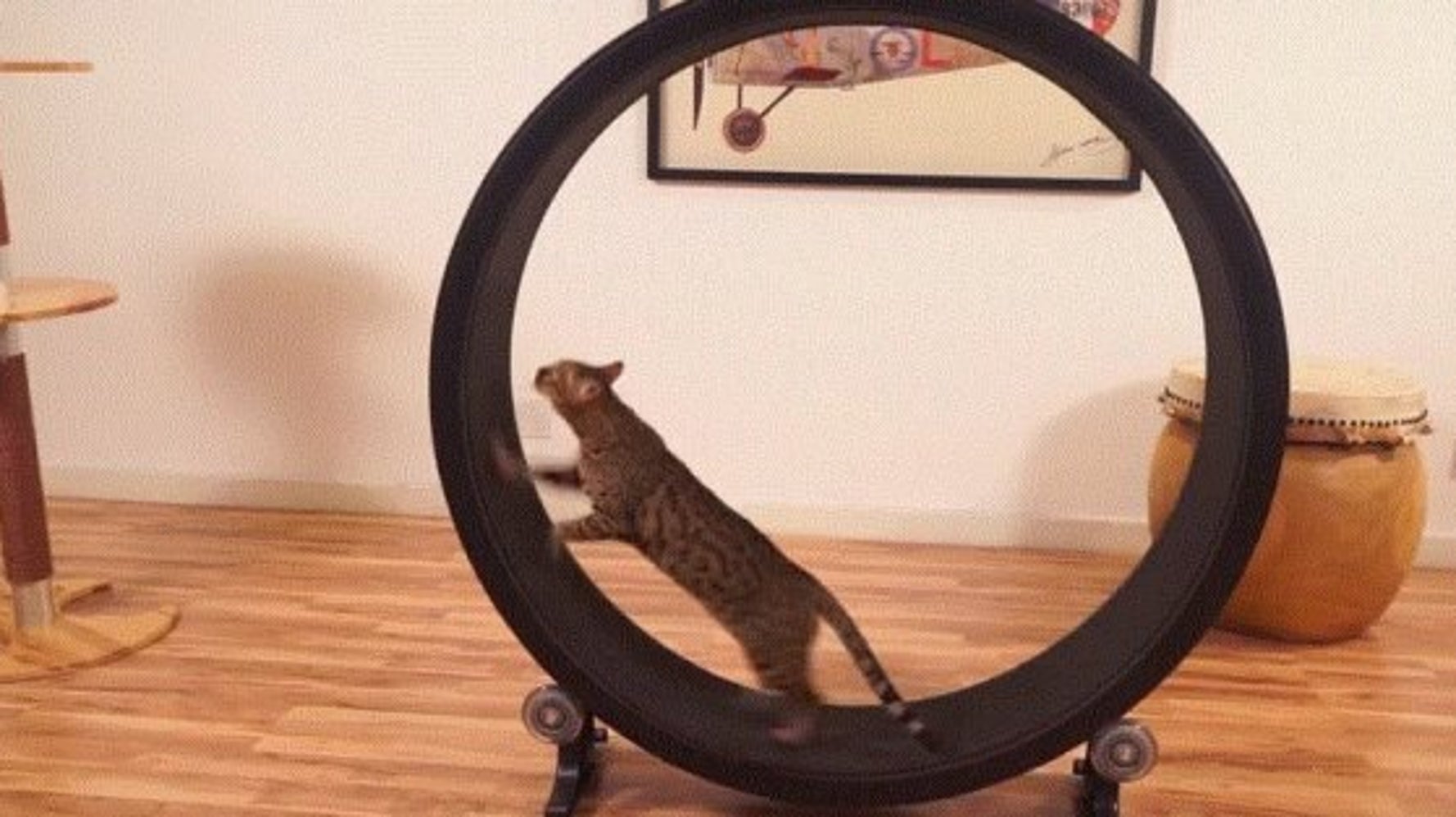 One Fast Cat La Nouvelle Roue De Hamster Pour Chat Huffpost Quebec Vivre