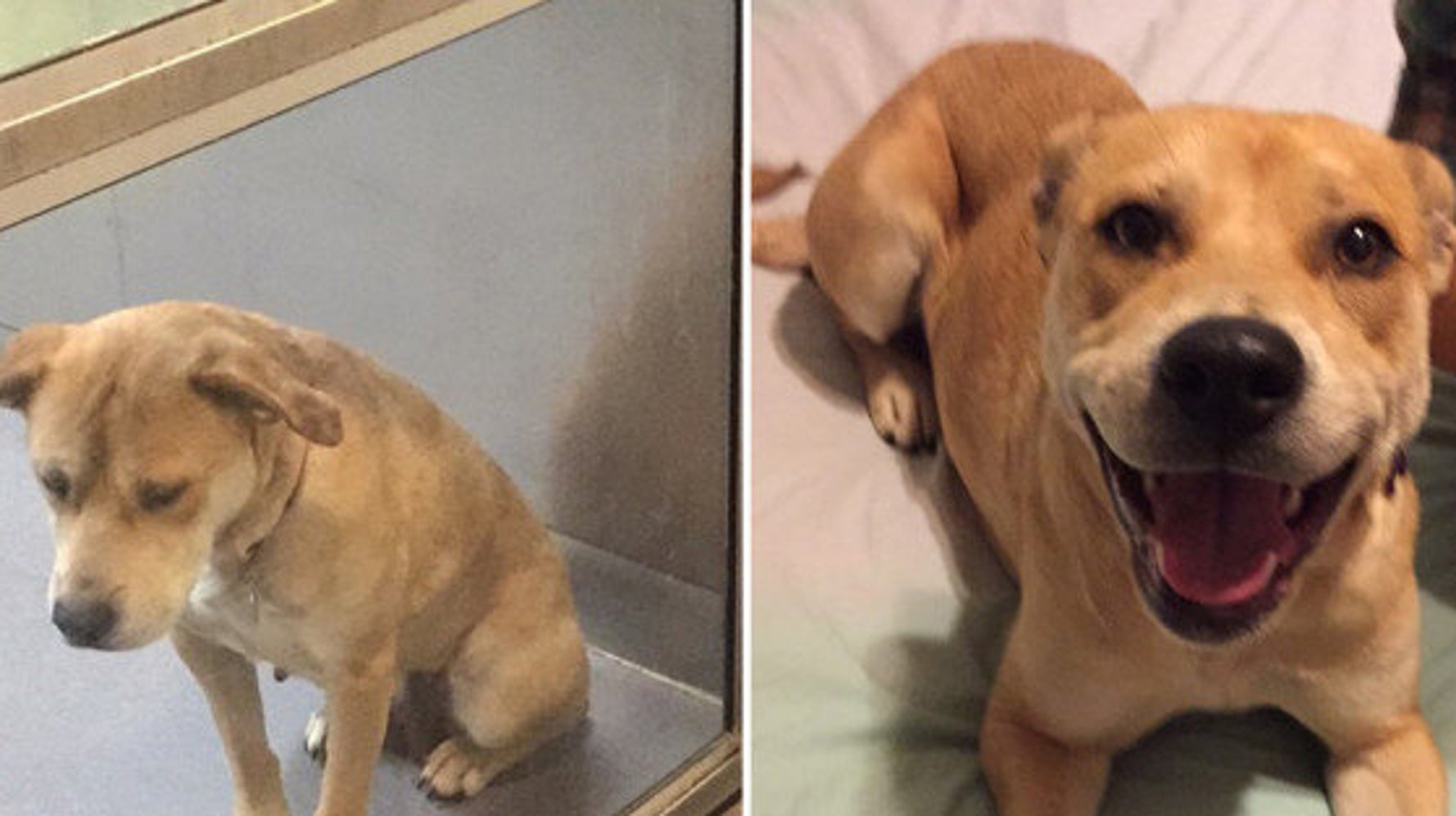 Chiens et chats des photos d'animaux de compagnie avant