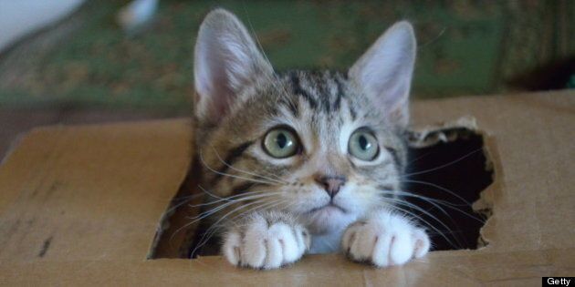 Tabby kitten peeks out of hole in cardboard box.