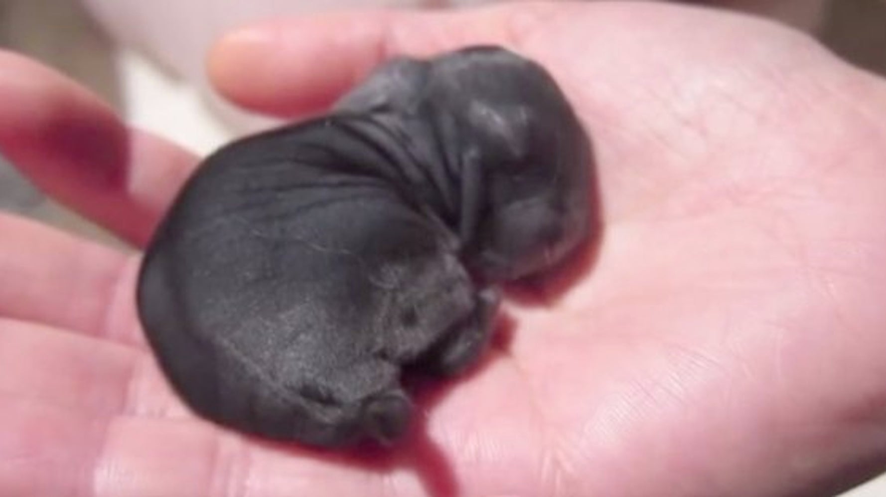 Ce Bebe Lapin Tient Dans Le Creux De Votre Main Pendant Que Sa Maman Lui Fait Sa Toilette Video Huffpost Null