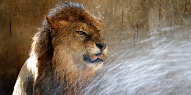 A lion is given a shower to cool down as temperatures rise at a zoological park in the Indian city of Jamshedpur on May 2, 2014. As temperatures continued to rise across northern India, Meteorological Department officials predicted a high of 42 degrees by the end of the week. AFP PHOTO/STR (Photo credit should read STRDEL/AFP/Getty Images)