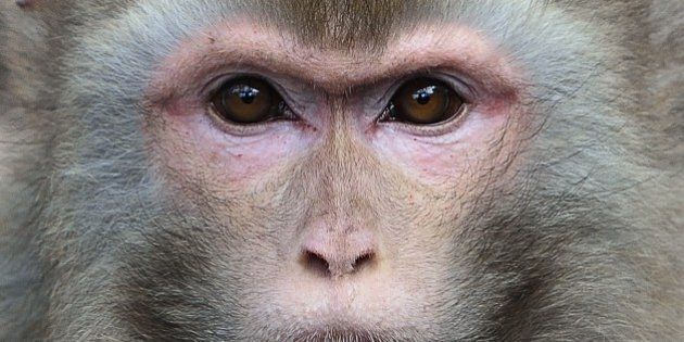 Macaque Rhesus(macaca mulatta)Indes, NeÌpal